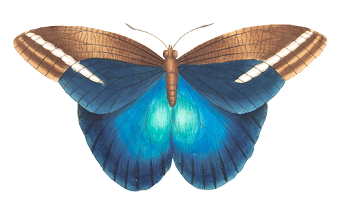 Anelytron Butterfly